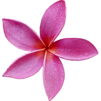 Download Frangipani Free PNG photo images and clipart | FreePNGImg