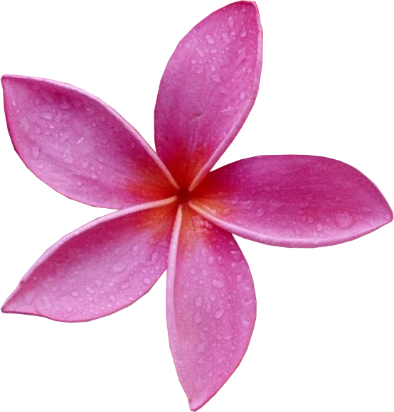Pink Frangipani Free Download Image PNG Image