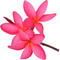 Pink Frangipani Download HD Transparent HQ PNG Download | FreePNGimg