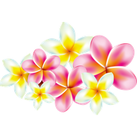 Pink Frangipani Vector Free Clipart HD PNG Image