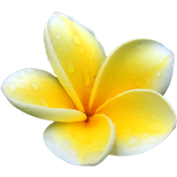 Plumeria Picture PNG Image