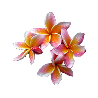 download frangipani free png photo images and clipart freepngimg download frangipani free png photo