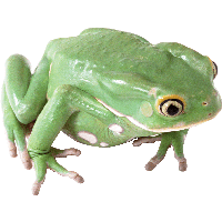 Frog Png Image