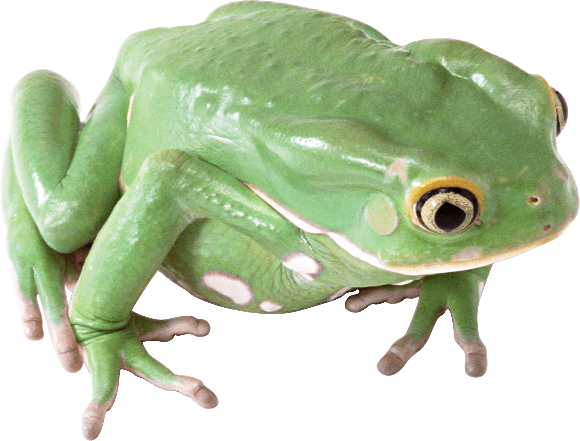 Download Frog Png Image HQ PNG Image | FreePNGImg