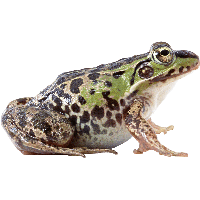 Frog Png Image Transparent PNG Image