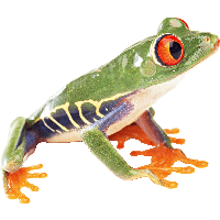 Frog Png Image Transparent PNG Image