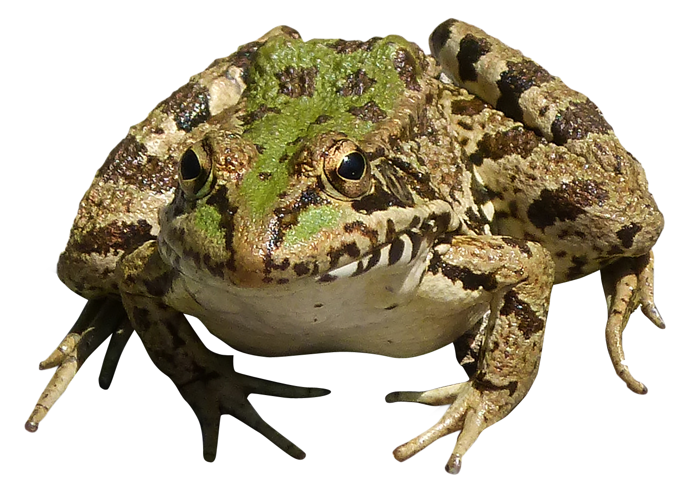 Amphibian Frog HQ Image Free PNG Image