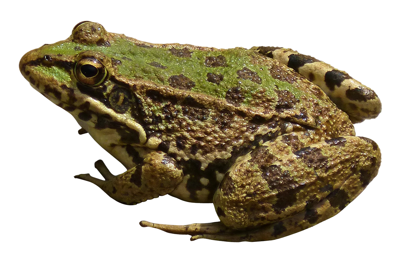 Amphibian Frog Download Free Image PNG Image