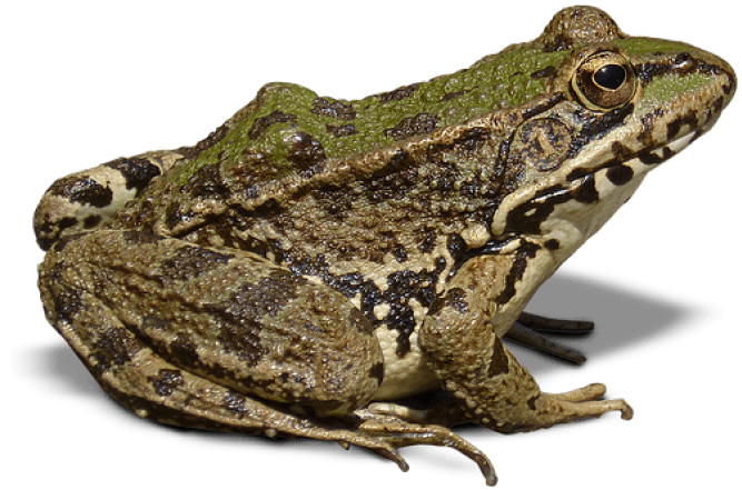 Amphibian Frog Free Photo PNG Image