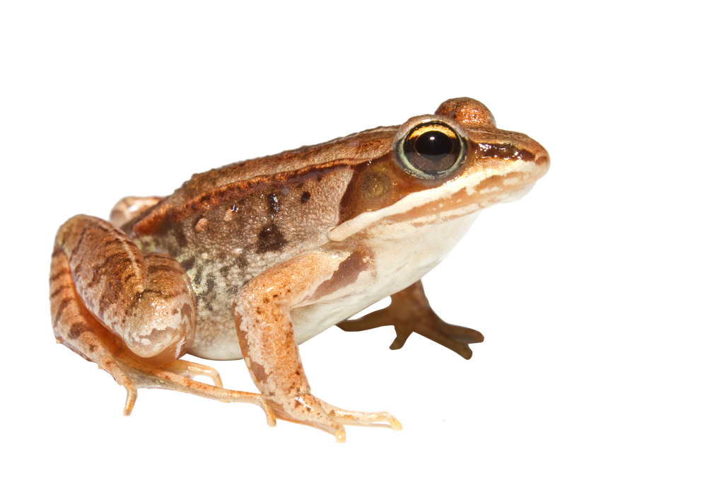 Pic Amphibian Frog Download HQ PNG Image