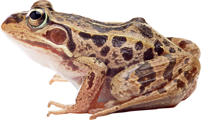 Amphibian Frog Download HD PNG Image