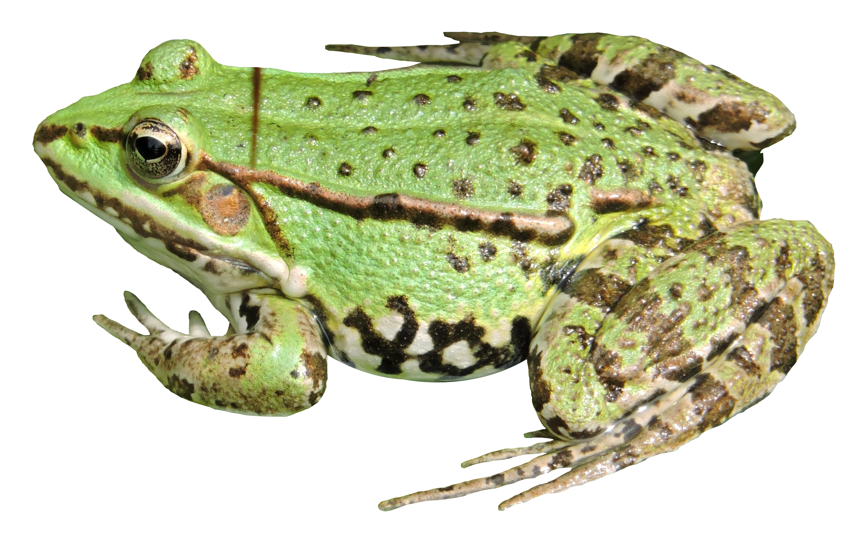Amphibian Frog Free PNG HQ PNG Image