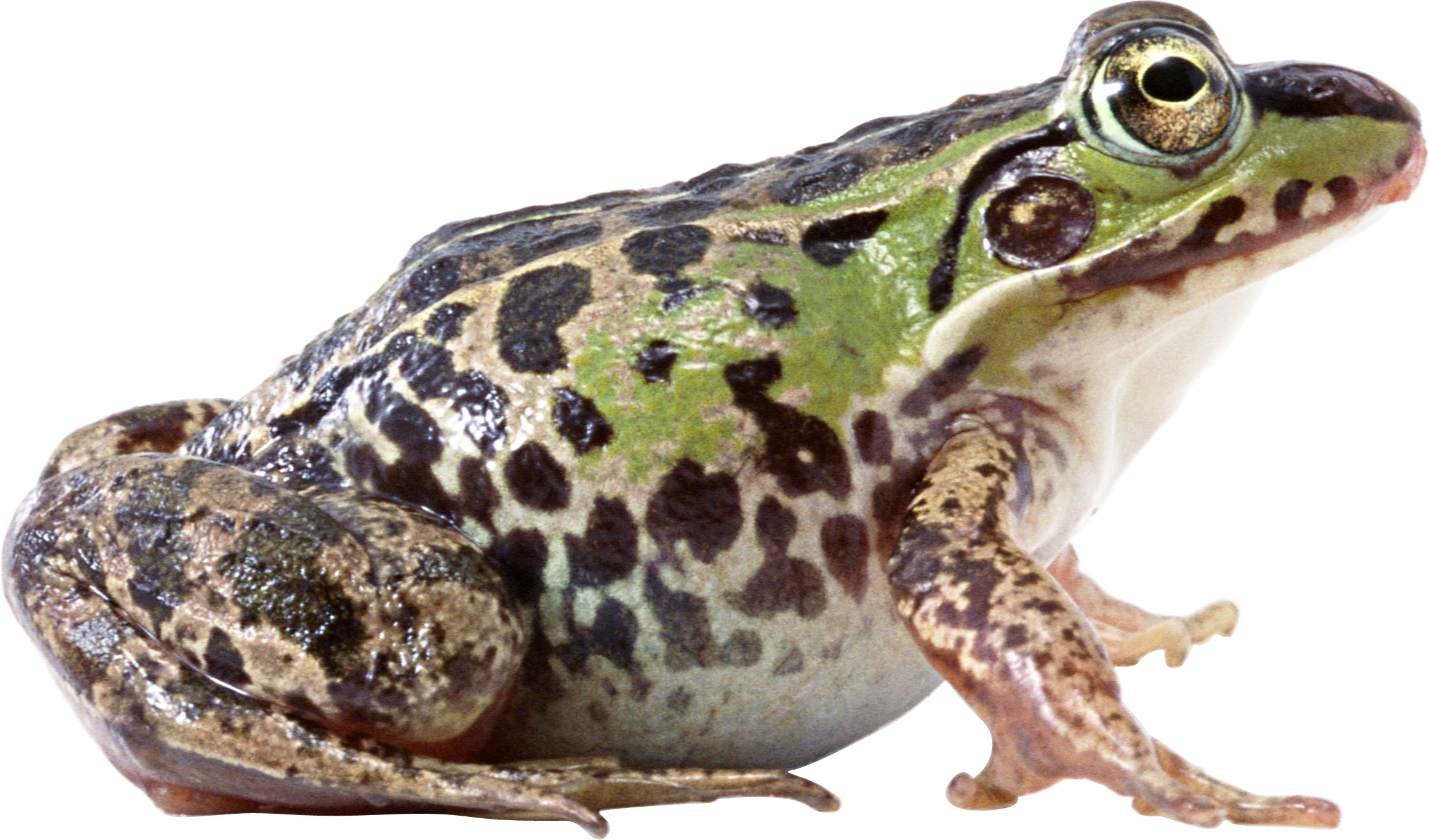 Amphibian Frog Free HD Image PNG Image