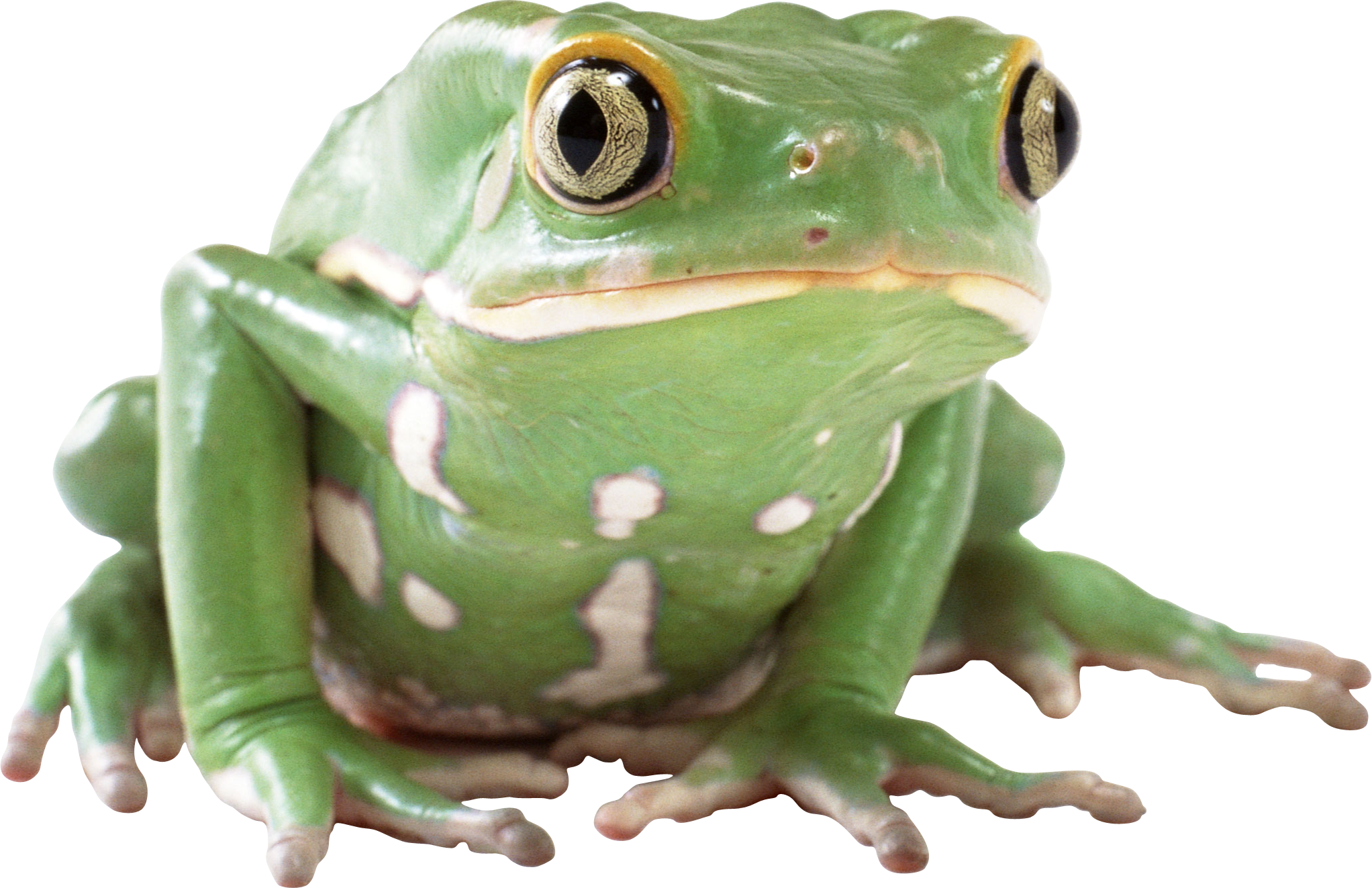 Picture Amphibian Frog PNG Image High Quality PNG Image