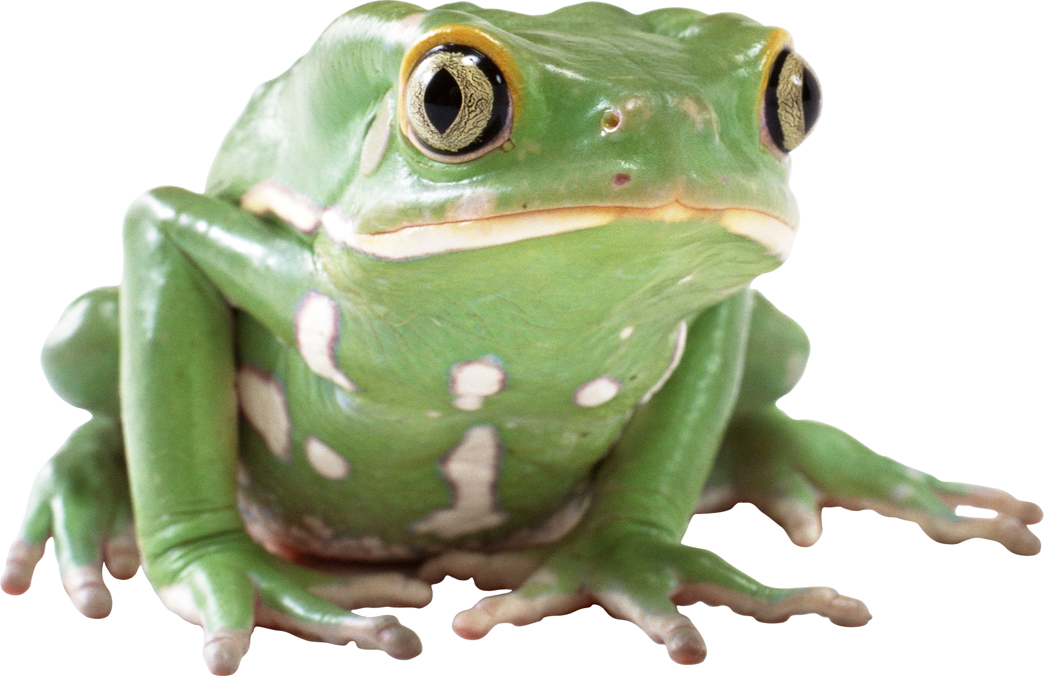 Picture Amphibian Frog PNG Image High Quality Transparent PNG Image