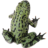 Frog Png Image Transparent PNG Image
