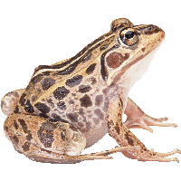 Frog Png Image Transparent PNG Image