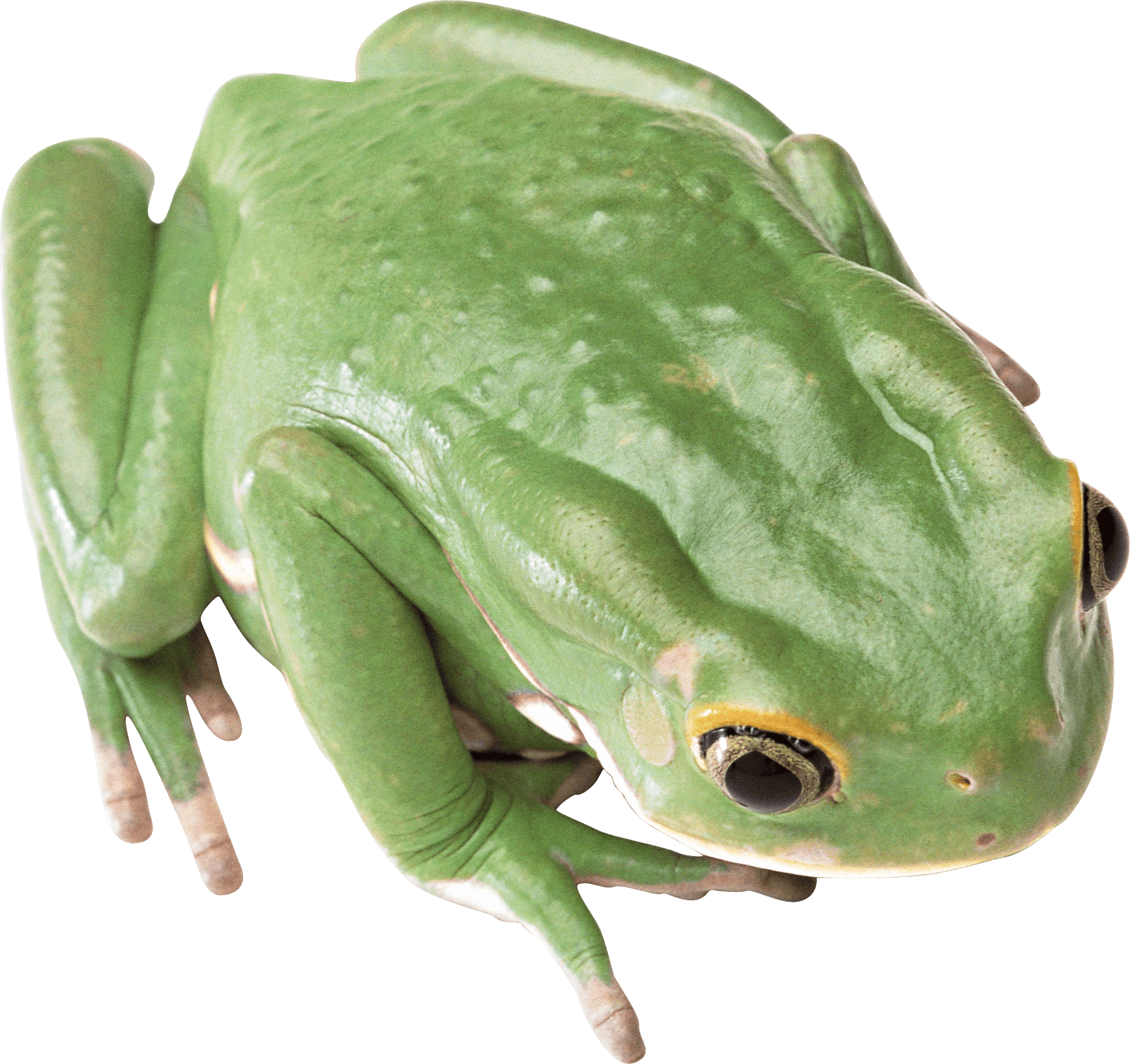 Green Frog Png Image PNG Image