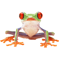 Frog Png Image Transparent HQ PNG Download | FreePNGimg