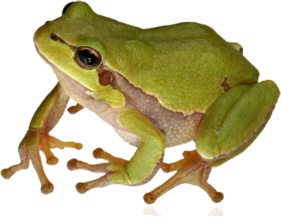 Frog Png 9 PNG Image
