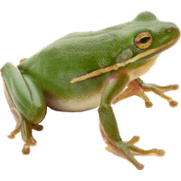 Frog Png 3 Transparent PNG Image