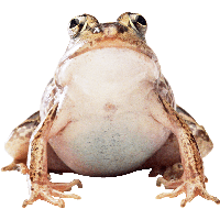 Frog Png Image