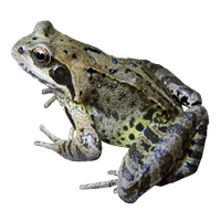 Frog File PNG