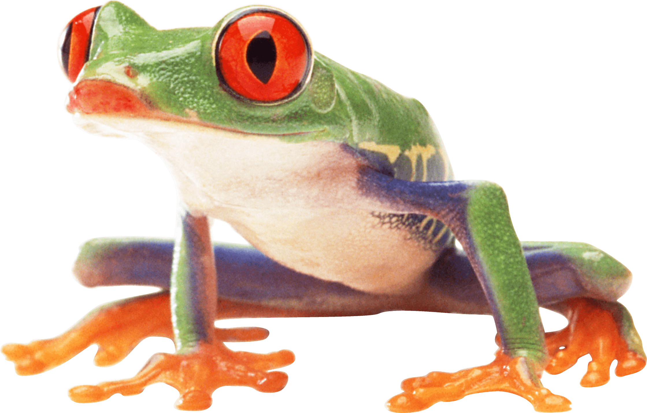 Frog Photos PNG Image