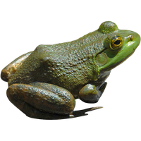 Frog Transparent Transparent PNG Image