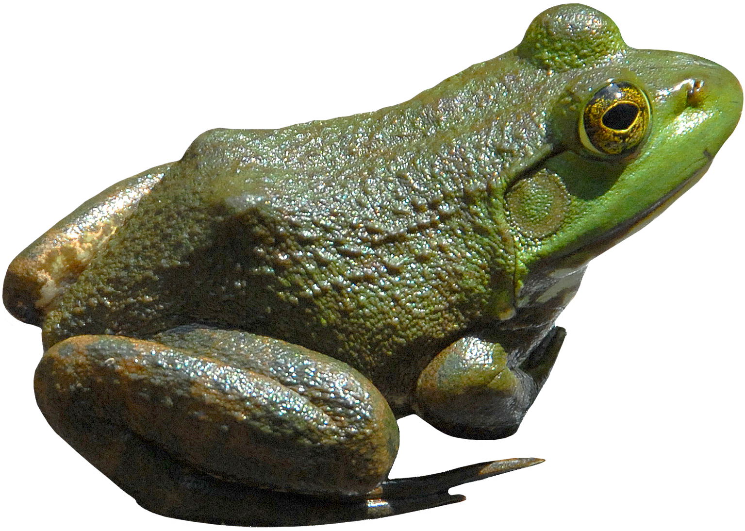 transparent frog