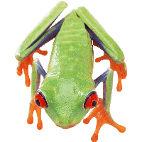 Frog Png Image