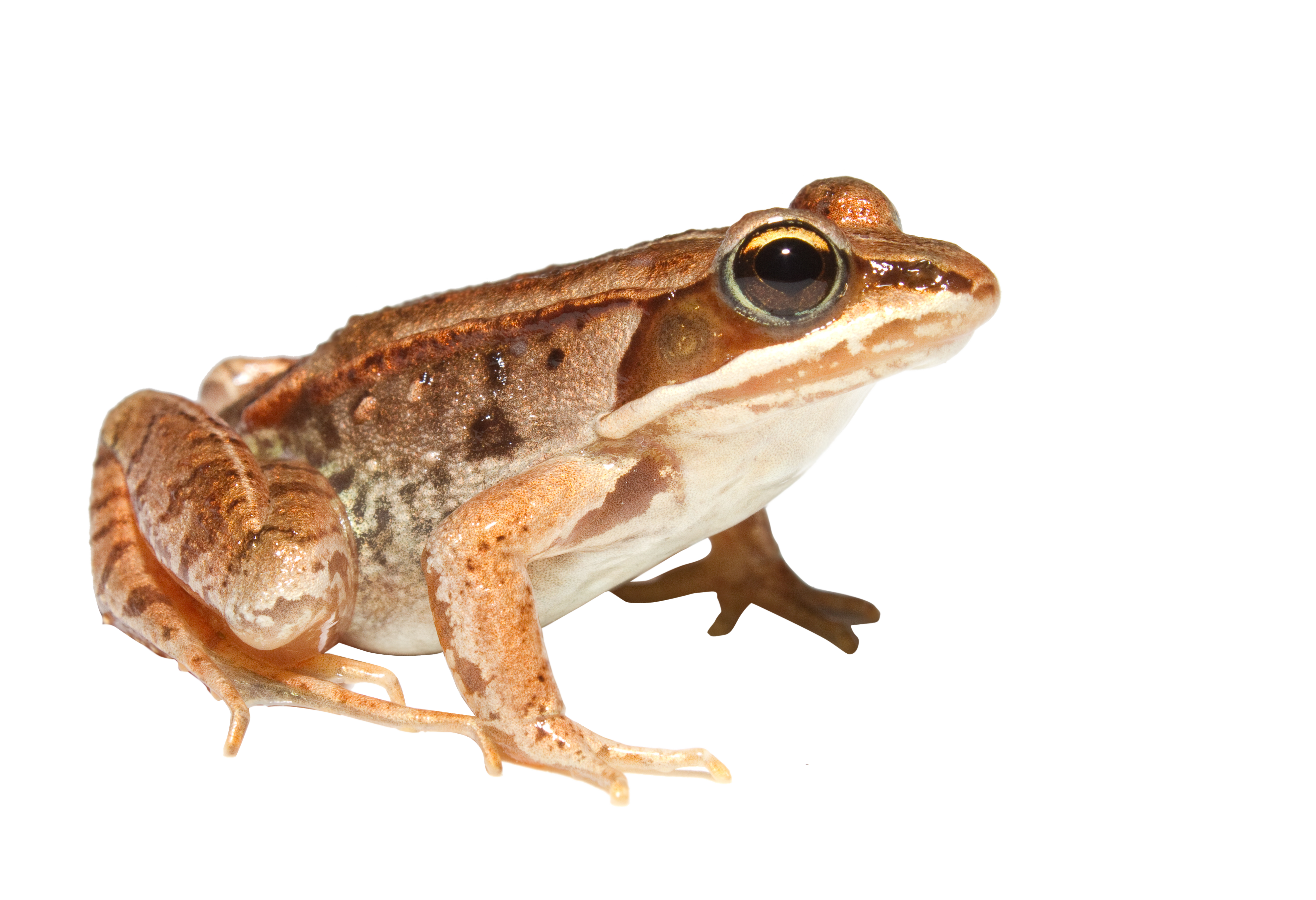 Frog Png 5 PNG Image