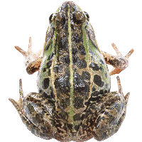 Frog Png Image