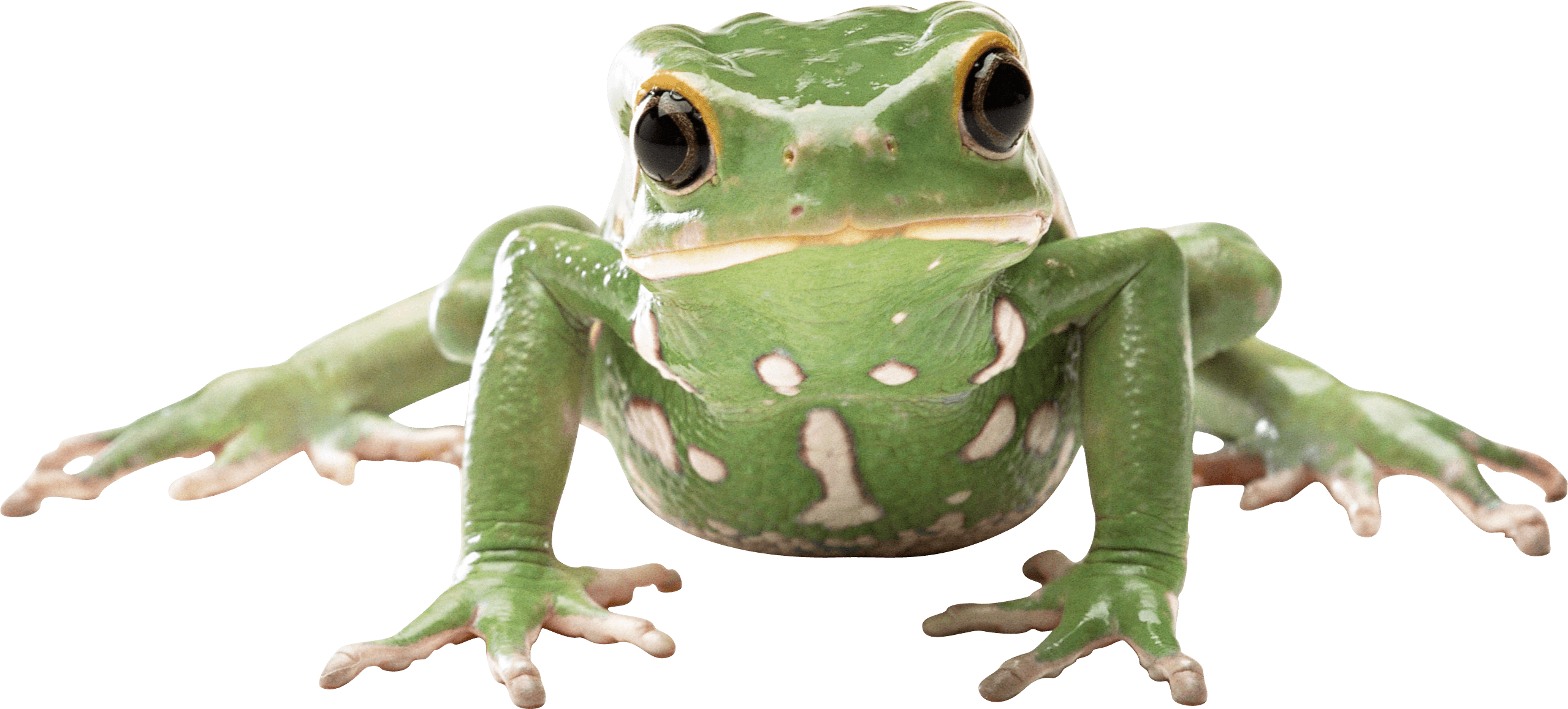 Download Frog Png Image HQ PNG Image | FreePNGImg