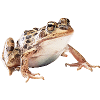 Frog Png Image