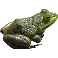 Green Frog Png Image