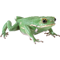 Frog Png Image Transparent PNG Image