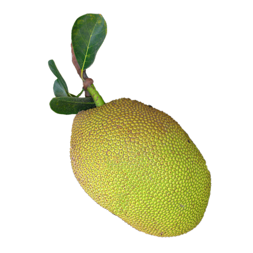 Jackfruit Free Transparent Image HD PNG Image