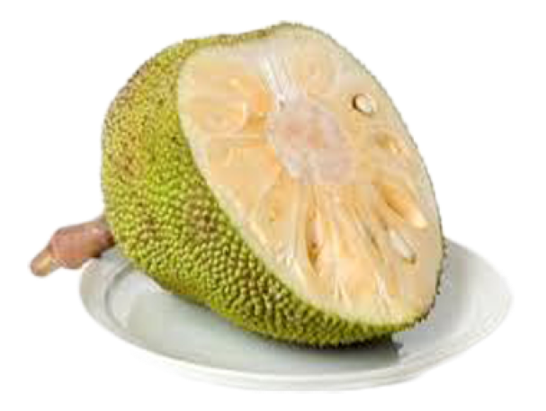 Jackfruit Juicy PNG Download Free PNG Image