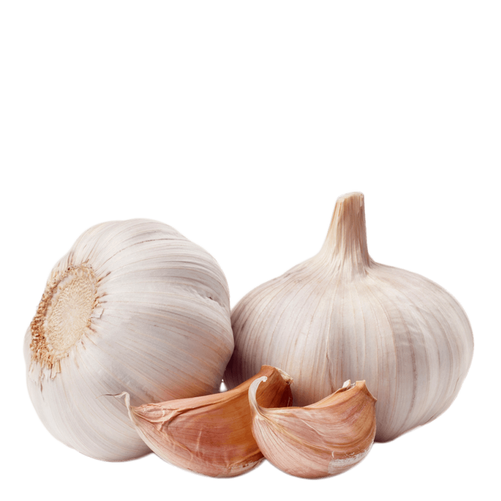 Garlic Picture PNG Image