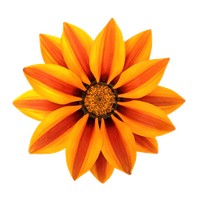 Gazania File PNG