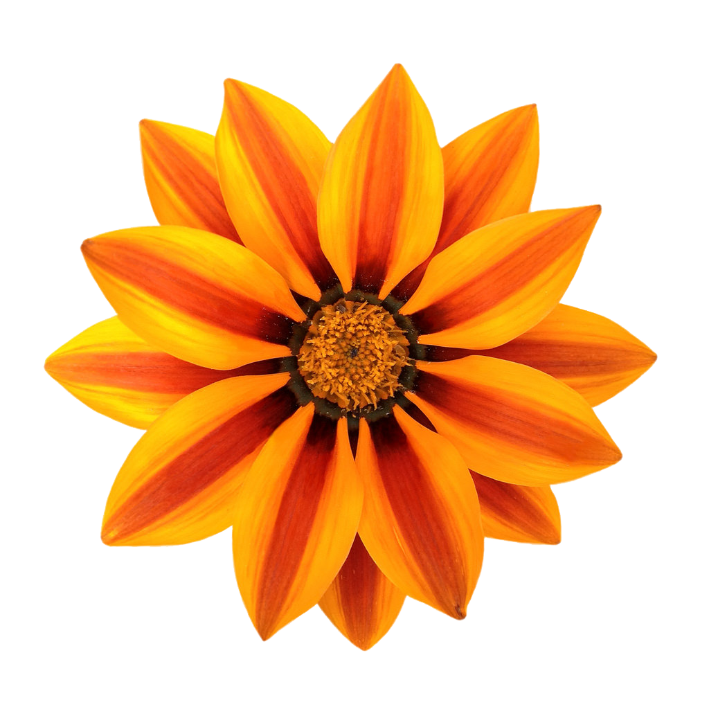 Gazania File PNG Image