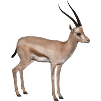 Gazelle Clipart Transparent HQ PNG Download | FreePNGImg