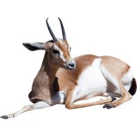 Gazelle Clipart Transparent HQ PNG Download | FreePNGImg