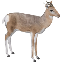 Gazelle Clipart Transparent HQ PNG Download | FreePNGImg