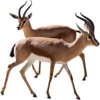 Gazelle Clipart Transparent HQ PNG Download | FreePNGImg