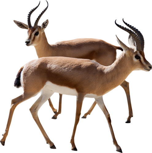 Gazelle Photos PNG Image