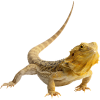 Gecko PNG