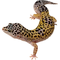 Gecko PNG