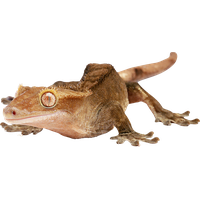 Gecko PNG